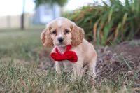 Boone, a male Cocker Spaniel for sale in Baltic, OH – 1 of 10