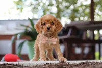 Billie, a female Cocker Spaniel for sale in Baltic, OH – 3 of 9