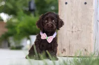 Baily, a female Cocker Spaniel for sale in Baltic, OH – 2 of 8