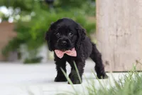 Beauty, a female Cocker Spaniel for sale in Baltic, OH – 8 of 9