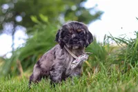 Jewel, a female Cocker Spaniel for sale in Baltic, OH – 5 of 9