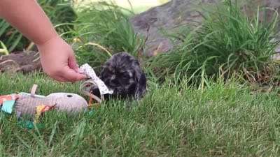 Jewel, a female Cocker Spaniel for sale in Baltic, OH – 9 of 9