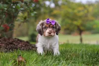 Amber, a female Cocker Spaniel for sale in Baltic, OH – 2 of 8