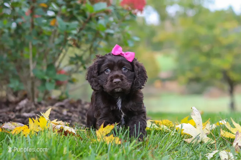 Autumn – Cocker Spaniel puppy for sale in Baltic, OH