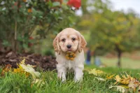 Cinnamon, a male Cocker Spaniel for sale in Baltic, OH – 2 of 8