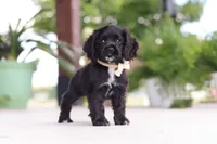 Betsy, a female Cocker Spaniel for sale in Baltic, OH – 7 of 8