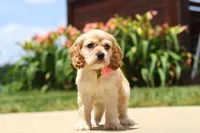 Pearl, a female Cocker Spaniel for sale in Baltic, OH – 2 of 9