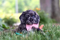 Gabby, a female Cocker Spaniel for sale in Baltic, OH – 4 of 10