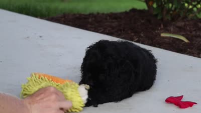 Sophie, a female Cocker Spaniel for sale in Baltic, OH – 8 of 9