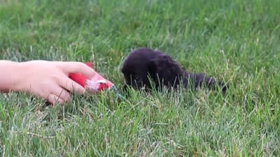 Betsy, a female Cocker Spaniel for sale in Baltic, OH – 8 of 8