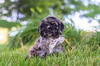 Jewel, a female Cocker Spaniel for sale in Baltic, OH – 1 of 9