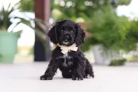 Betsy, a female Cocker Spaniel for sale in Baltic, OH – 4 of 8