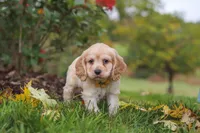 Cinnamon, a male Cocker Spaniel for sale in Baltic, OH – 3 of 8