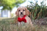 Boone, a male Cocker Spaniel for sale in Baltic, OH – 7 of 10