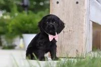 Beauty, a female Cocker Spaniel for sale in Baltic, OH – 3 of 9
