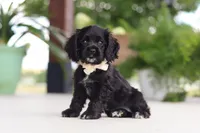 Betsy, a female Cocker Spaniel for sale in Baltic, OH – 2 of 8