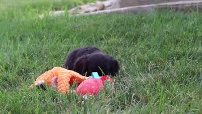Beauty, a female Cocker Spaniel for sale in Baltic, OH – 9 of 9