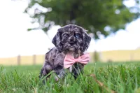Gabby, a female Cocker Spaniel for sale in Baltic, OH – 8 of 10