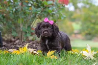 Autumn, a female Cocker Spaniel for sale in Baltic, OH – 3 of 8
