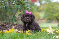 Autumn, a female Cocker Spaniel for sale in Baltic, OH – 2 of 8