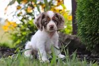 Blossom, a female Cocker Spaniel for sale in Baltic, OH – 3 of 9