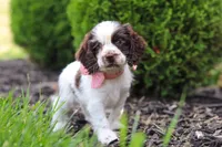 Byrdie, a female Cocker Spaniel for sale in Baltic, OH – 6 of 8
