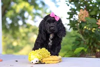 Kaylee, a female Cocker Spaniel for sale in Baltic, OH – 4 of 5