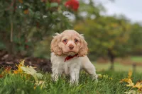 Acorn, a male Cocker Spaniel for sale in Baltic, OH – 2 of 6