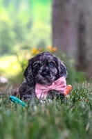 Gabby, a female Cocker Spaniel for sale in Baltic, OH – 7 of 10