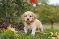 Cinnamon, a male Cocker Spaniel for sale in Baltic, OH – 4 of 8