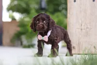 Baily, a female Cocker Spaniel for sale in Baltic, OH – 7 of 8