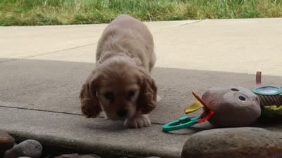 Pearl, a female Cocker Spaniel for sale in Baltic, OH – 7 of 9