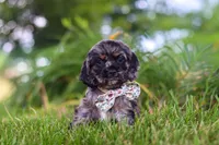 Jewel, a female Cocker Spaniel for sale in Baltic, OH – 3 of 9