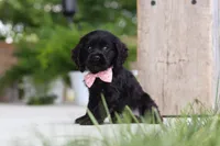 Beauty, a female Cocker Spaniel for sale in Baltic, OH – 4 of 9