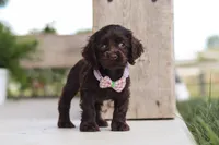 Baily, a female Cocker Spaniel for sale in Baltic, OH – 1 of 8