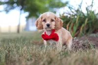 Boone, a male Cocker Spaniel for sale in Baltic, OH – 4 of 10