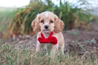 Boone, a male Cocker Spaniel for sale in Baltic, OH – 3 of 10