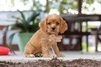 Billie, a female Cocker Spaniel for sale in Baltic, OH – 6 of 9