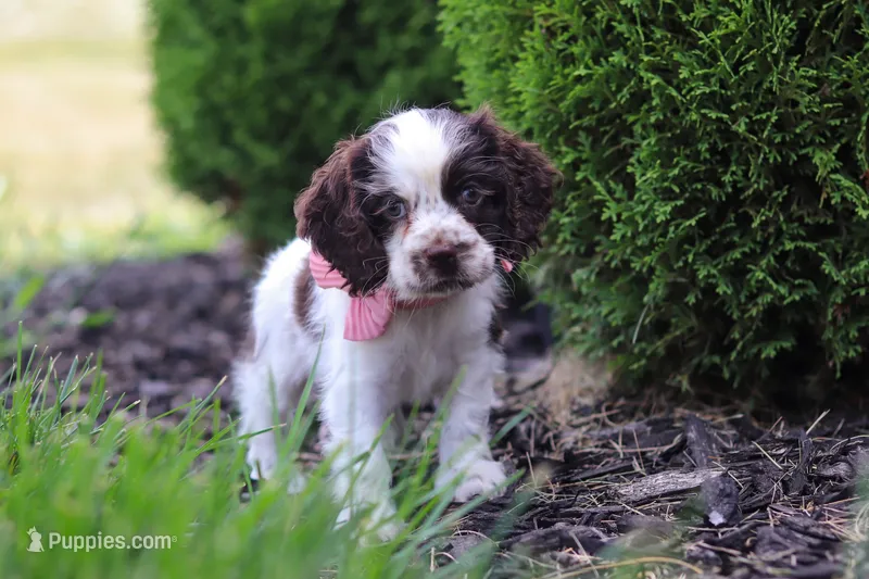 Byrdie – Cocker Spaniel puppy for sale in Baltic, OH