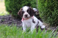 Byrdie, a female Cocker Spaniel for sale in Baltic, OH – 3 of 8