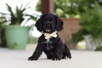 Betsy, a female Cocker Spaniel for sale in Baltic, OH – 3 of 8
