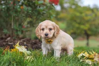 Cinnamon, a male Cocker Spaniel for sale in Baltic, OH – 5 of 8