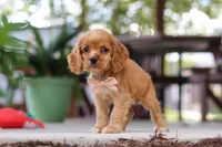 Billie, a female Cocker Spaniel for sale in Baltic, OH – 2 of 9