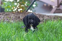 Sophie, a female Cocker Spaniel for sale in Baltic, OH – 5 of 9