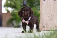 Baily, a female Cocker Spaniel for sale in Baltic, OH – 5 of 8
