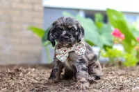 Jewel, a female Cocker Spaniel for sale in Baltic, OH – 4 of 9