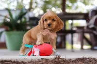 Billie, a female Cocker Spaniel for sale in Baltic, OH – 8 of 9