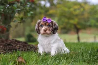 Amber, a female Cocker Spaniel for sale in Baltic, OH – 3 of 8