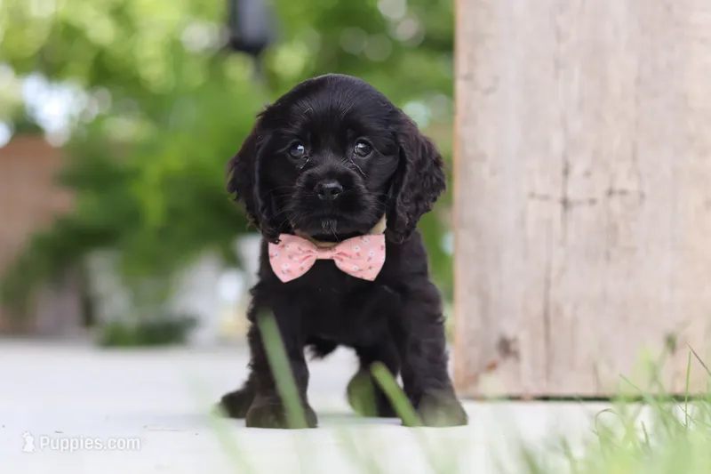 Beauty – Cocker Spaniel puppy for sale in Baltic, OH