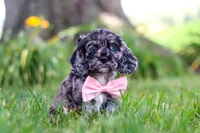Gabby, a female Cocker Spaniel for sale in Baltic, OH – 6 of 10
